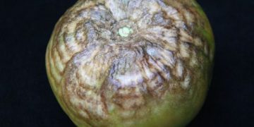 Tomato Black Ring Virus (TBRV): A Threat to Tomato Crops – Symptoms, Prevention, and Control Measures