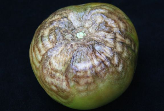 Tomato Black Ring Virus (TBRV): A Threat to Tomato Crops - Symptoms, Prevention, and Control Measures 30 Tomato Black Ring Virus (TBRV): A Threat to Tomato Crops – Symptoms, Prevention, and Control Measures