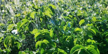 The Story of Sustainable Potato Farming: Exploring the Journey of Brandy Wilson and Mike Nemeth
