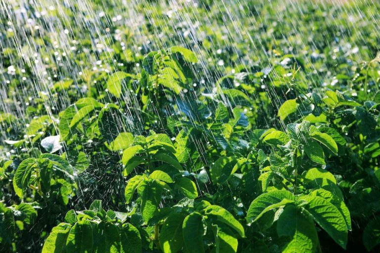 The Story of Sustainable Potato Farming: Exploring the Journey of Brandy Wilson and Mike Nemeth