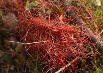 #ExploringTheBenefitsOfCuscutaEpithymum