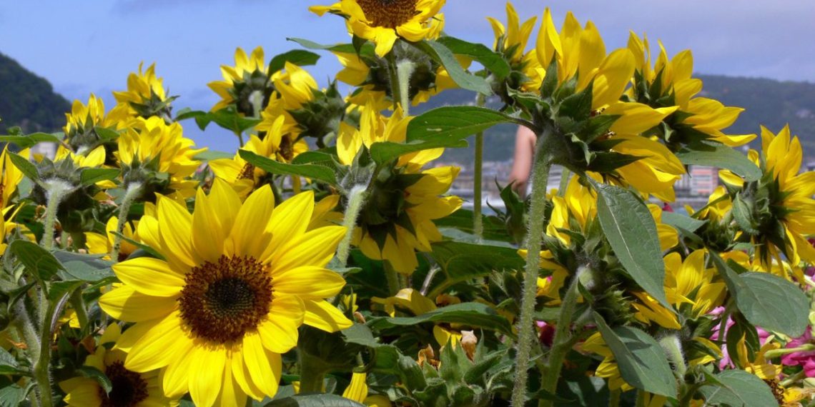 SunflowerPower: El potencial de Helianthus Annuus en la agricultura  sostenible – Potato News