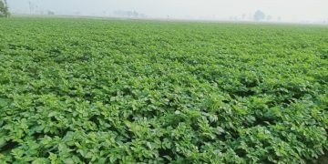 Setting Up a French Fries Manufacturing Unit in Gujarat, India: A Lucrative Opportunity