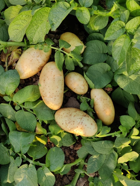 गुजरात, भारत में एक फ्रेंच फ्राइज़ मैन्युफैक्चरिंग यूनिट की स्थापना: एक आकर्षक अवसर