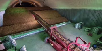 #ReducingPotatoLosses: Investigating the Causes and Solutions to Post-Harvest Potato Losses