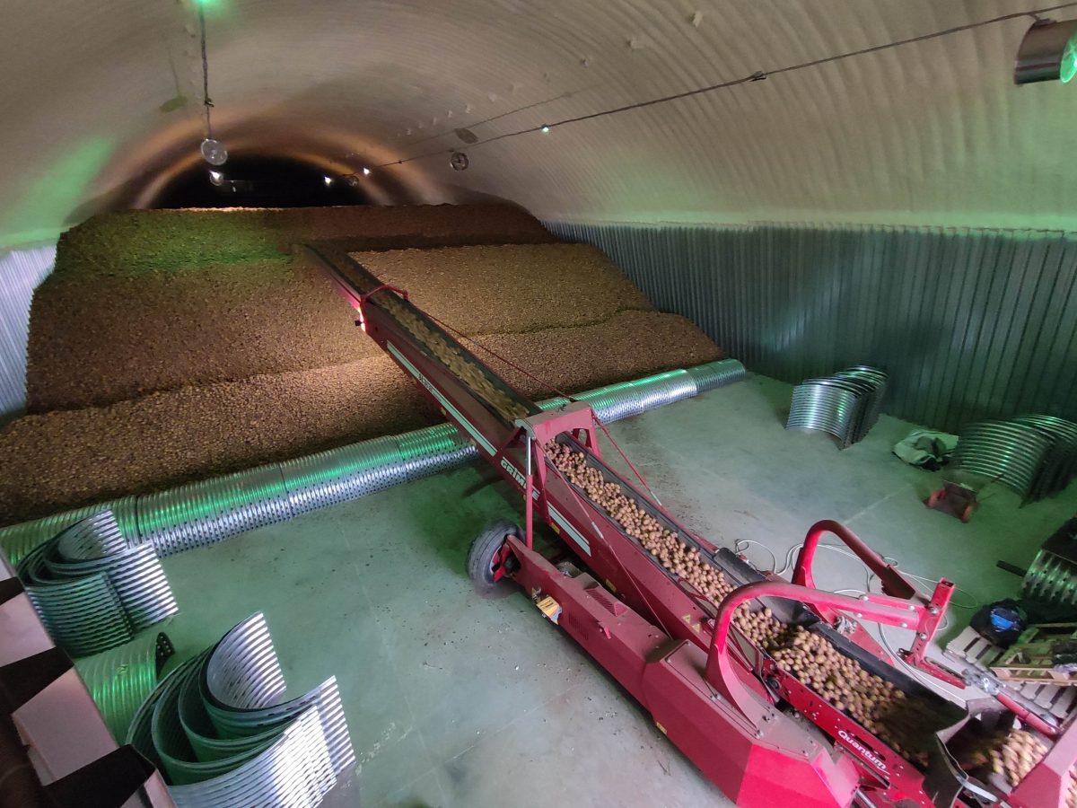 #ReducingPotatoLosses: Investigating the Causes and Solutions to Post-Harvest Potato Losses