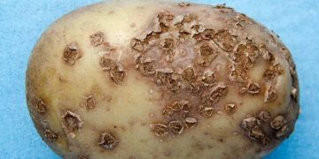 Powdery Scab: A Threat to Potato Yield and Quality