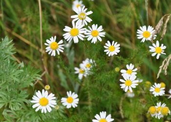 #ChamomileBenefits: The Power of Matricaria Chamomilla for Health and Wellness