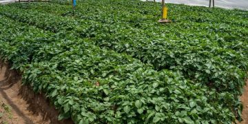Meghalaya Farmers Leading the Way in ARC Production for Potatoes