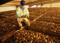Revolutionizing Potato Storage: Belgian Potato Company’s New Cooling and Freezing System