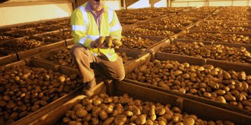 Revolutionizing Potato Storage: Belgian Potato Company’s New Cooling and Freezing System