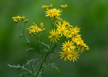 #SenecioVulgarisResearch: Understanding the Impact and Potential of a Common Weed