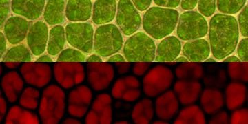 #ChlorophyllFluorescenceInPotatoProduction
