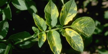 Alfalfa Mosaic Virus: A Threat to Alfalfa Production