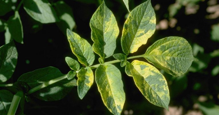 Alfalfa Mosaic Virus: A Threat to Alfalfa Production 26 Alfalfa Mosaic Virus: A Threat to Alfalfa Production