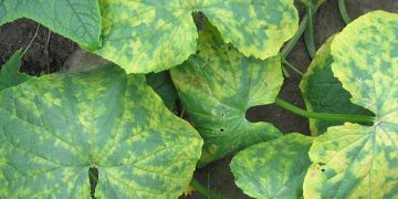 Cucumber Mosaic Virus: A Threat to Cucumber Production