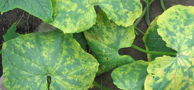 Cucumber Mosaic Virus: A Threat to Cucumber Production 27 Cucumber Mosaic Virus: A Threat to Cucumber Production