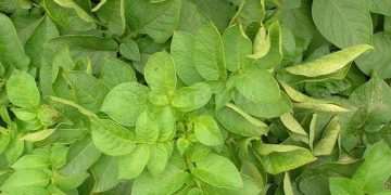 Understanding and Managing Potato Leaf Roll Virus (PLRV) in Potato Farming