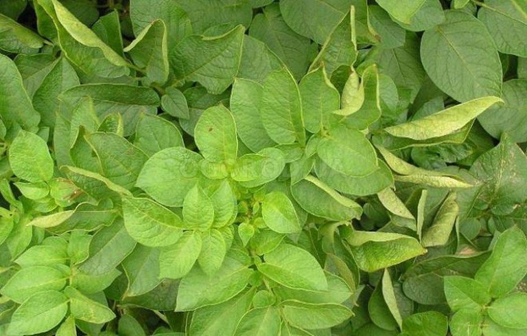 Understanding and Managing Potato Leaf Roll Virus (PLRV) in Potato Farming 36 Understanding and Managing Potato Leaf Roll Virus (PLRV) in Potato Farming