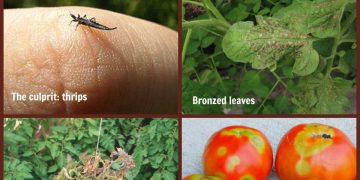 TSWV: The Devastating Virus Affecting Tomato Crops – Prevention and Control Measures for Farmers
