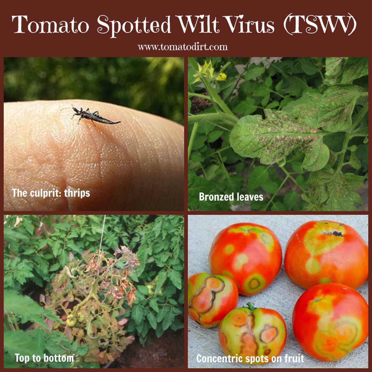 TSWV: El devastador virus que afecta los cultivos de tomate: medidas de prevención y control para los agricultores