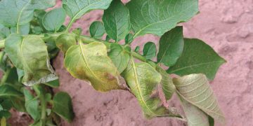 The Threat of Verticillium Wilt on Agricultural Crops: A Comprehensive Guide