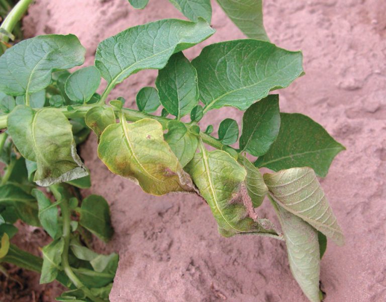 The Threat of Verticillium Wilt on Agricultural Crops: A Comprehensive Guide 37 The Threat of Verticillium Wilt on Agricultural Crops: A Comprehensive Guide