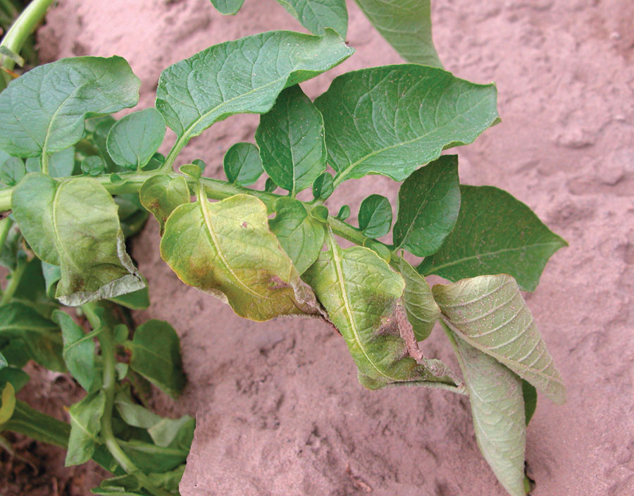 The Threat of Verticillium Wilt on Agricultural Crops: A Comprehensive Guide