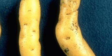 The Hidden Threat to Potato Crops: Understanding the Risks and Consequences of Potato Spindle Tuber Viroid (PSTVd)