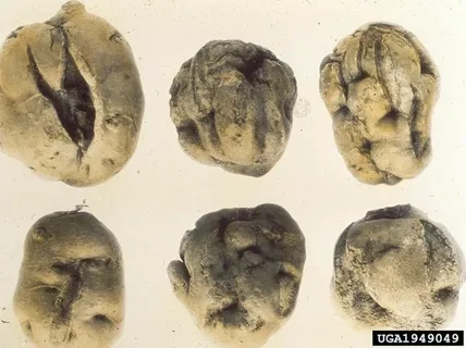 "Protecting Your Potato Crops: Understanding the Threat of Potato Yellow Dwarf Virus (PYDV) 31 “Protecting Your Potato Crops: Understanding the Threat of Potato Yellow Dwarf Virus (PYDV)