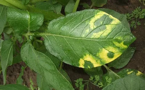 The Silent Killer of Potato Crops: Understanding the Risks and Consequences of Potato Mop-Top Virus (PMTV) 32 The Silent Killer of Potato Crops: Understanding the Risks and Consequences of Potato Mop-Top Virus (PMTV)