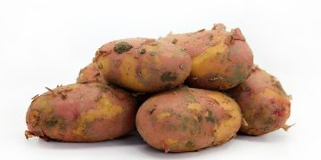 Greek Potato Crisis: The Devastating Effects of Potato Storage Failure in Greece