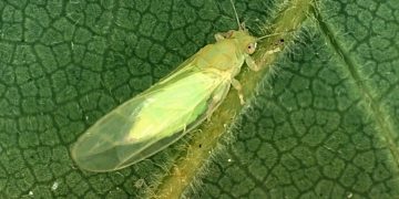 Effective Control Strategies for Paratrioza Infestation in Potato Crops