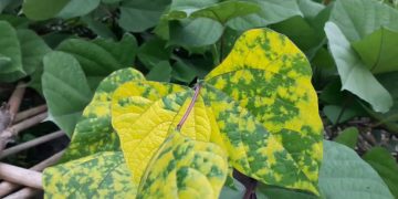 BYMV: Understanding the Bean Yellow Mosaic Virus and Its Impact on Agriculture