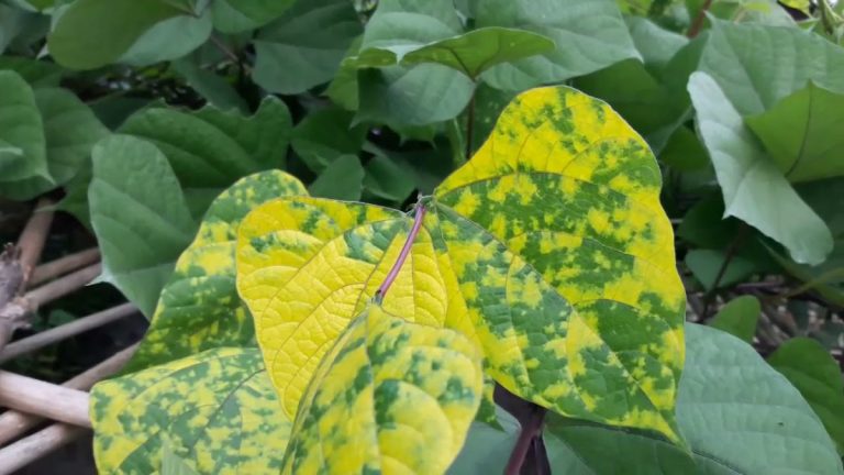 BYMV: Understanding the Bean Yellow Mosaic Virus and Its Impact on Agriculture 25 BYMV: Understanding the Bean Yellow Mosaic Virus and Its Impact on Agriculture