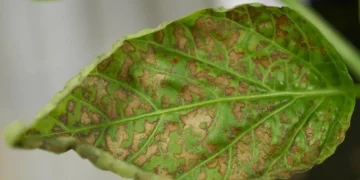 Understanding Potato Aucuba Mosaic Virus: Symptoms, Management, and Prevention Strategies