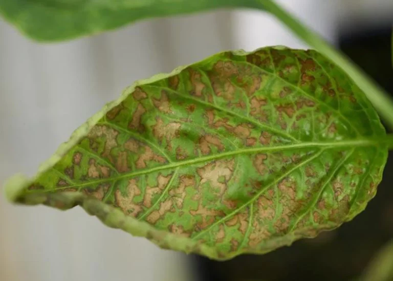 Understanding Potato Aucuba Mosaic Virus: Symptoms, Management, and Prevention Strategies 22 Understanding Potato Aucuba Mosaic Virus: Symptoms, Management, and Prevention Strategies