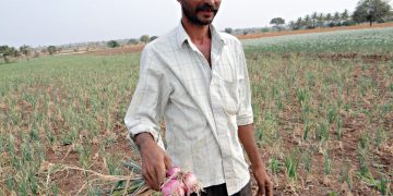 Indo-Dutch companies offer solutions to help Indian farmers struggling with low potato and onion prices