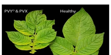 Protecting Your Potato Crop: Understanding the Dangers and Impacts of Potato Virus X (PVX)
