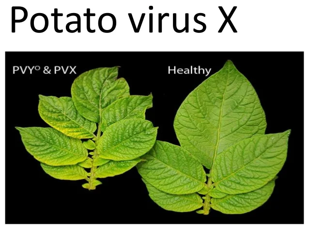 Protecting Your Potato Crop: Understanding the Dangers and Impacts of Potato Virus X (PVX) 34 Protecting Your Potato Crop: Understanding the Dangers and Impacts of Potato Virus X (PVX)