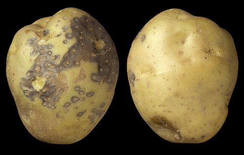 Fighting Colletotrichum coccodes: How to Protect Your Crops and Boost Your Yield 42 Fighting Colletotrichum coccodes: How to Protect Your Crops and Boost Your Yield