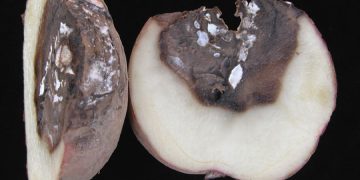 Preventing the Spread of Dry Rot in Potato Crops: Strategies for Farmers and Agricultural Experts