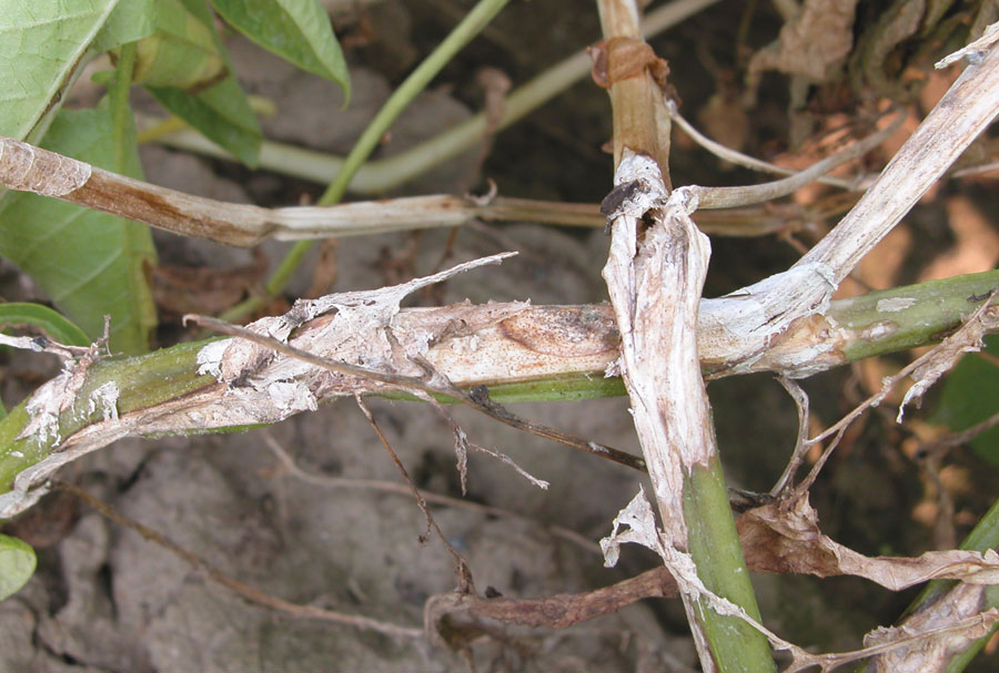 Battling White Mold: How to Protect Your Crops and Maximize Your Yield