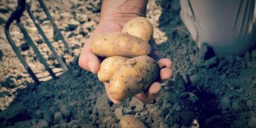 #SmartSpud: Revolutionizing Potato Farming with Mobile Technology