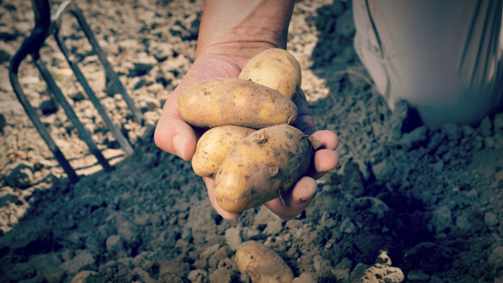 #SmartSpud: революция в выращивании картофеля с помощью мобильных технологий