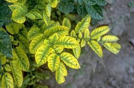 Combatting Potato Yellow Vein Virus: Strategies for Managing and Controlling the Disease