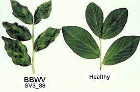 “Understanding and Managing Broad Bean Wilt Virus in Agriculture