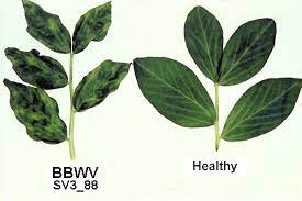 "Understanding and Managing Broad Bean Wilt Virus in Agriculture 24 “Understanding and Managing Broad Bean Wilt Virus in Agriculture