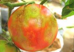 Tomato Ringspot Virus: The Hidden Threat to Your Crop Yield
