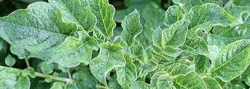 Understanding the Potato Virus A and Its Impact on Potato Yield